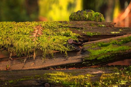 Mossy tree trunk amongst giant sequoia trees the Redwoods Forest in Californiaの写真素材