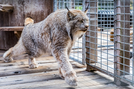 Wild Canadian lynx pacing in a cage at a sanctuaryの写真素材