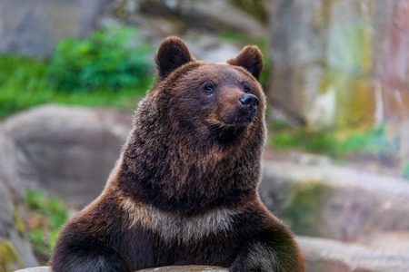 Close up of a wild big brown bear, ursus arctos in a rocky environment, looking straight into the cameraの写真素材