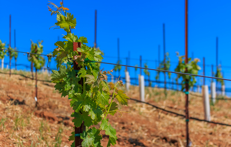 Close view of old grape vines and rolling hills at a vineyard in the spring in Sonoma County, California, USAの写真素材