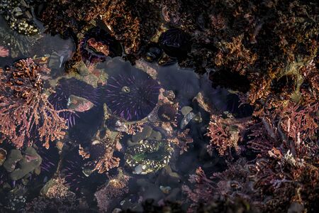 Wild purple sea urchins under water in a Pacific Ocean tide pool at Fitzgerald Marine Reserve in Northern California, Bay Area south of San Franciscoの写真素材