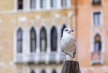 Close up of a seagull sitting in front of a picturesque blurred facade in Venetian Gothic architecture style along Grand Canal in Venice Italyの写真素材