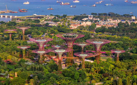 Aerial view of the Supertree Grove in Gardens by the Bay, a popular tourist attraction in Singapore