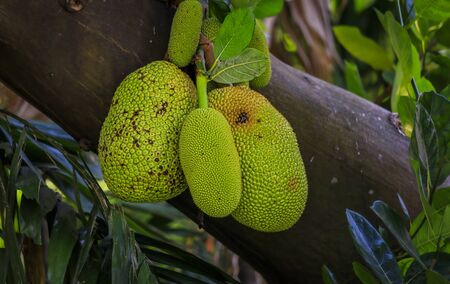 Bunch of fresh green jackfruit growing on a tree in Singaporeの写真素材