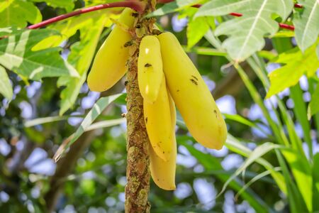 Fresh yellow papaya growing on a tree in Singapore with a blurred backgroundの写真素材