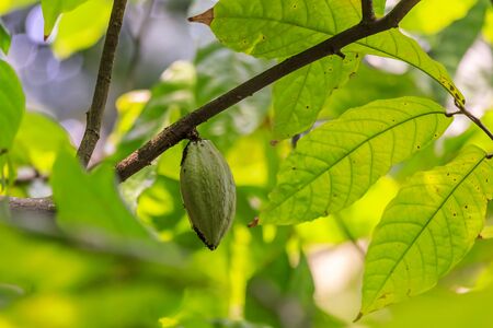 Green cocoa bean pod or cacao growing on a tree with blurred leaves in the foreground in Singaporeの写真素材