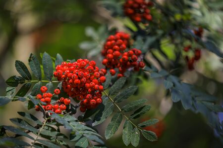 Branch with bright red rowanberries or ashberry on an ash tree with the background of green tree...