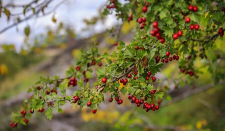 Branch of red hawthorn berries on a tree with the background of green and yellow tree leaves, in a public park in Stockholm Swedenの写真素材