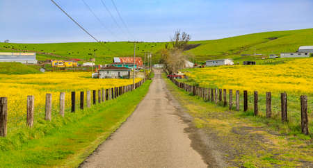 Rural road running through looming yellow rapeseed fields in spring with blue sky in Northern Californiaの写真素材