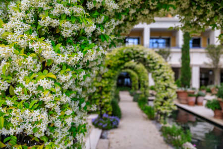 Scenic view of the decorative jasmin arches in bloom in a modern residential courtyard in the summer with a blurred background in Tivat, Montenegroの写真素材