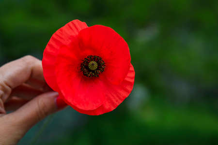 Close up of a woman's hand holding a red wild poppy flower with a green blurred background picked in the mountains in Montenegroの写真素材