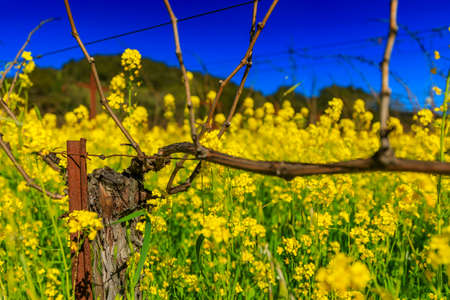 Golden yellow mustard flowers blooming between grape vines at a vineyard in the spring in Yountville Napa Valley, California, USAの写真素材