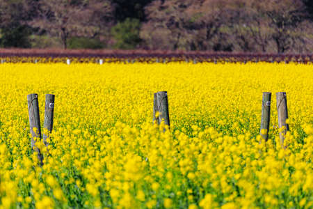 Golden yellow mustard flowers blooming between grape vines at a vineyard in the spring in Yountville Napa Valley, California, USAの写真素材