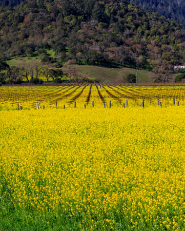 Golden yellow mustard flowers blooming between grape vines at a vineyard in the spring in Yountville...