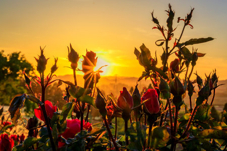 Close view of a silhouette of a blooming red rose with sun flare at sunset at a vineyard in the spring in Napa Valley, California, USAの写真素材