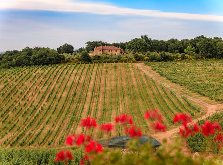 Traditional old stone house at a vineyard amongst the grape vines in the famous Chianti wine Region of Tuscany, Italyの写真素材