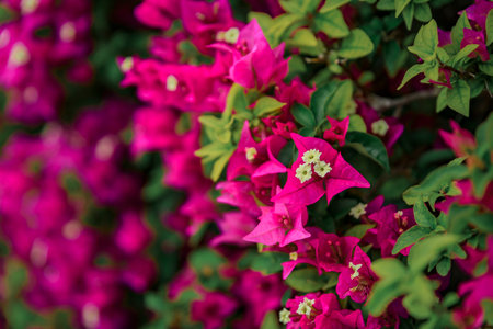 Bougainvillea blossom covering a city wall in Villefranche sur Mer, picturesque village near Nice on the French Riviera coast on the South of Franceの写真素材