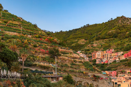 Traditional colorful houses and terraced vineyards on the hillside in Manarola, romantic village in...