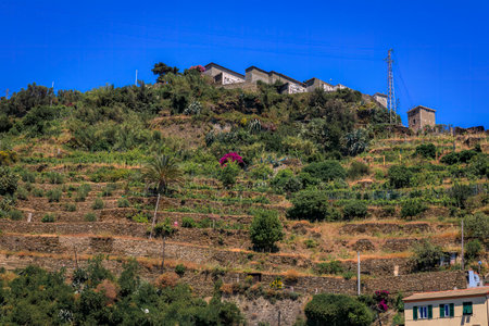 Terraced vineyards and traditional colorful houses on the hillside in Vernazza, romantic village in Cinque Terre on Mediterranean Sea, Italyの写真素材