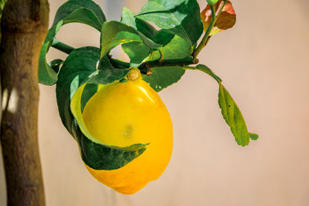 Ripe yellow lemons or citrons on a tree in the Old Town, Vieille Ville in Menton, French Riviera, South of France, famous for growing lemonsの写真素材