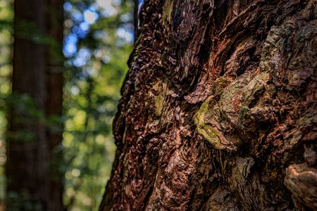 Close up of the giant ancient sequoia tree bark in the Redwoods Forest in Northern California