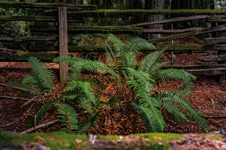 Green fern amongst giant sequoia trees in the Redwoods Forest in Californiaの写真素材