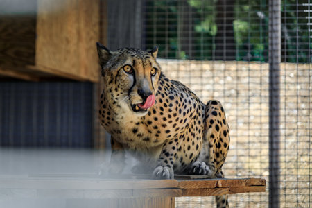 Wild cheetah licking its mouth behind the fence in a cage at a sanctuary