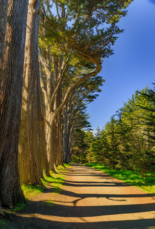 A path runs through the Seal Cove Cypress Tree Tunnel in Moss Beach, near San Francisco, California, lined by tall cypress trees under a blue skyの写真素材