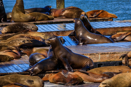 Sea lions with glistening fur, a popular attraction, bask and sunbathe on wooden docks at Pier 39 in...