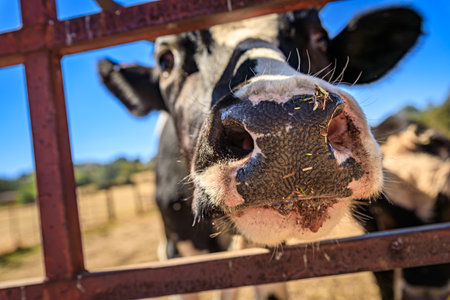 Placerville, California farm: Close-up of a black and white Holstein cow's nose through a metal fence with a clear blue sky in the backgroundの写真素材