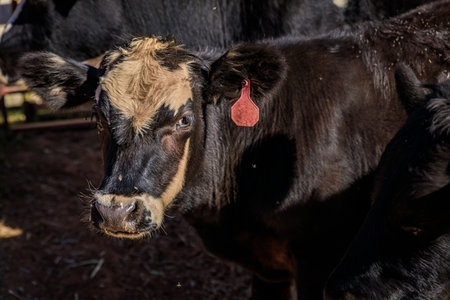 Placerville, California farm: close up of a Black and white Holstein calf in a sunlit pen, a rural...