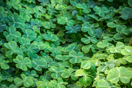 Patch of green clover with heart shaped leaves, symbol of luck and Saint Patrick s Day, in search of four leaf clover, San Francisco Golden Gate Parkの写真素材