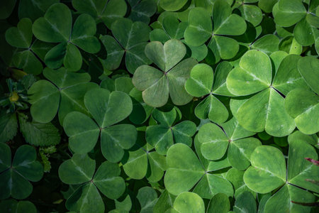 Patch of green clover with heart shaped leaves, symbol of luck and Saint Patrick s Day, in search of...