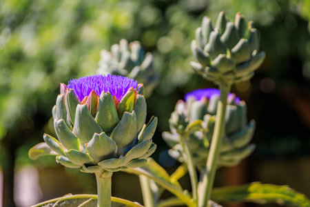 Artichoke flower, edible as a bud, blooms with vibrant purple thistle petals, a culinary delight from the cardoon family growing in California fieldsの写真素材