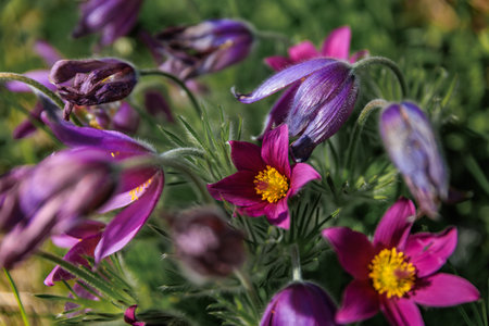 Delicate purple Pasque flowers with bright yellow centers, fuzzy petals emerging from lush green...