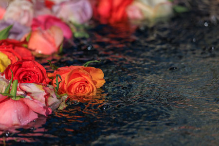 Colorful roses cover the water of a fountain in the city Old Town for the spring Easter celebration, a beloved local tradition in Zurich, Switzerlandの写真素材