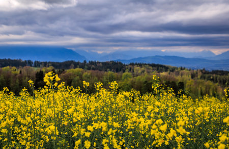 Bright vibrant yellow flowering field of canola rapeseed in the spring under a dramatic cloudy sky,...