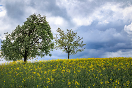 Bright vibrant yellow flowering field of canola rapeseed with spring cherry blossom trees under a dramatic sky, Aeugst am Albis, Zurich, Switzerlandの写真素材