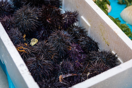 Fresh whole raw sea urchins displayed in a box at a stand in the provencal farmers market in the Old...
