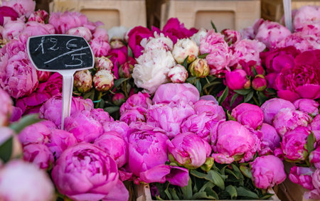 Colorful blooming peonies for use in bouquets for sale at the Cours Saleya, farmers market in the...