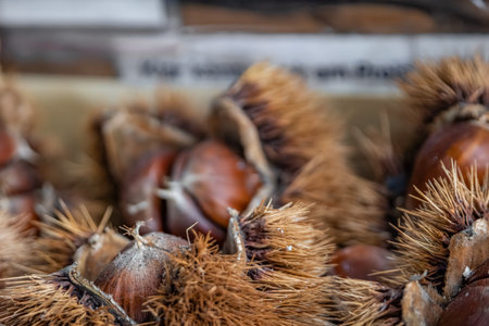 Raw chestnuts covered in thorny prickly burrs are ready for roasting at a market stand, Christmas in Zurich, Switzerlandの写真素材