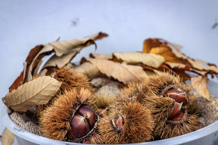 Raw chestnuts covered in thorny prickly burrs are ready for roasting at a market stand, Christmas in Zurich, Switzerlandの写真素材