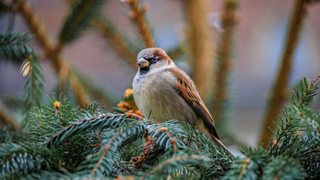 Puffed up house sparrow perched on a festive fir tree branch decoration at the charming Christmas market in the historic Old Town of Bern, Switzerlandの写真素材