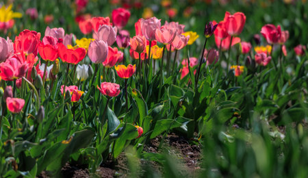 A vibrant field of tulips blooming near Zurich, ready for harvest for traditional Swiss spring holidays like Easter and Mothers Dayの写真素材
