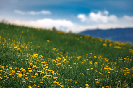 Bright yellow dandelions bloom across a lush green meadow on a vast rolling hillside under a dramatic cloudy sky near Zurich, Switzerlandの写真素材