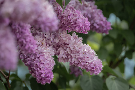 A cluster of purple lilac flowers blooms on a branch with green leaves in a garden during a...