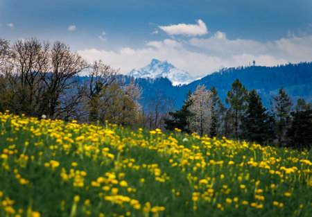 Bright yellow dandelions bloom in a lush meadow in a small village with the snow covered peaks of...