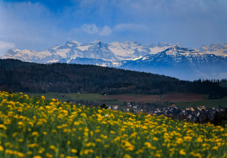 Bright yellow dandelions bloom in a lush meadow overlooking a small village with the snow covered...