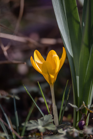 Delicate yellow flowers with vivid orange stamens bloom amidst green leaves in a lush spring garden...