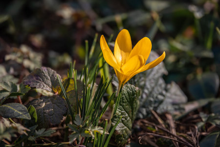 Delicate yellow flowers with vivid orange stamens bloom amidst green leaves in a lush spring garden...
